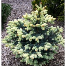 Ель колючая Биалобок (Picea pungens Bialobok)